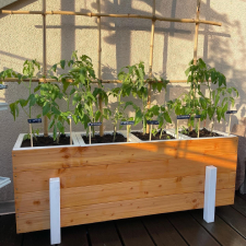 Tomatenhochbeet
